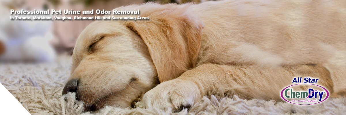 all star chemdry pet urine and odor removal | Carpet Cleaners