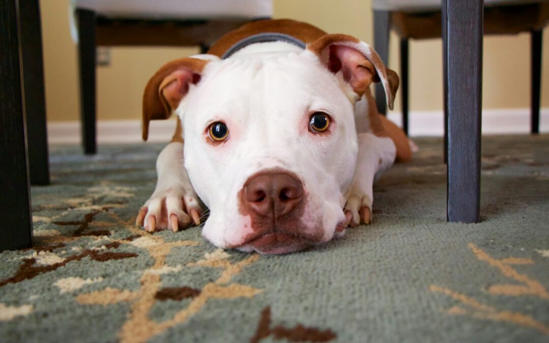 Pet Urine Impact and Removal Tips for Carpets