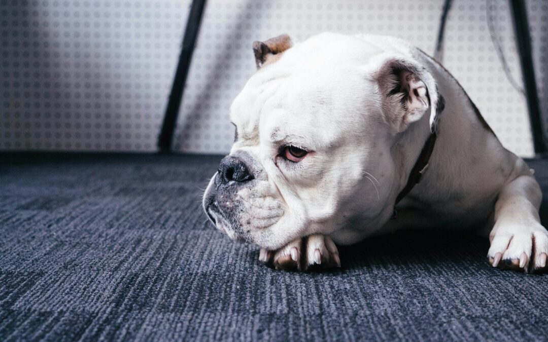 How You Can Get Rid of Pet Urine Smell from Carpets Fast