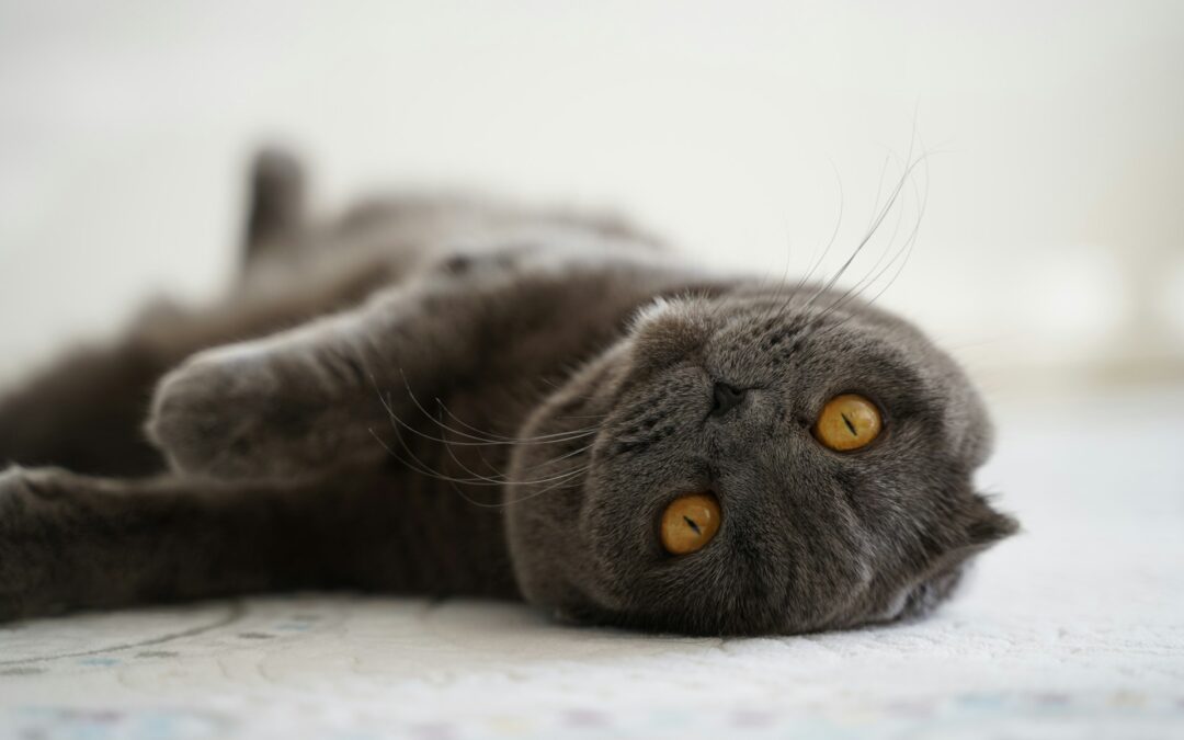Pet-Friendly Carpet Cleaning Solutions | Toronto and York Region