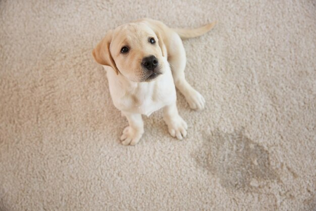 How to Get Rid of Pet Urine Odours in Carpets Permanently