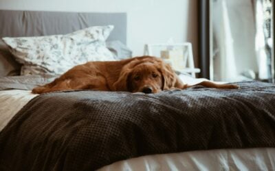 Effective Pet Urine and Odour Removal Tips