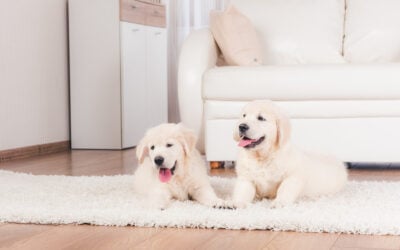 Effective Pet Odour Removal for Homes with Multiple Pet
