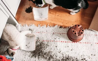 What to Do Immediately After a Pet Accident on Your Carpet