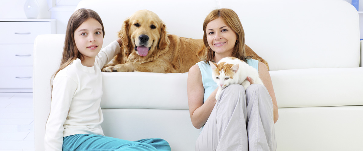 pet urine and odour removal services | Carpet Cleaners