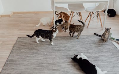 Why You Should Consider Professional Carpet Cleaning to Remove Pet Odor and Stains