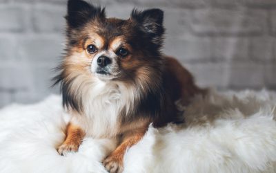 What You Need to Do When Your Dog Keeps Peeing on the Carpet