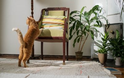 Avoid Doing These If You Don’t Want to Damage Your Carpet
