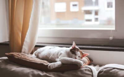 The Ultimate Pet Owner’s Guide: Managing Pet-Related Stains and Odours with Ease