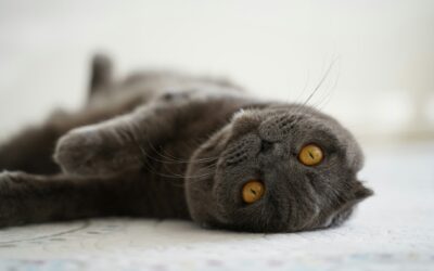 Pet-Friendly Carpet Cleaning Solutions | Toronto and York Region