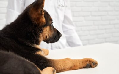 Effective Pet Urine and Odour Removal Solutions