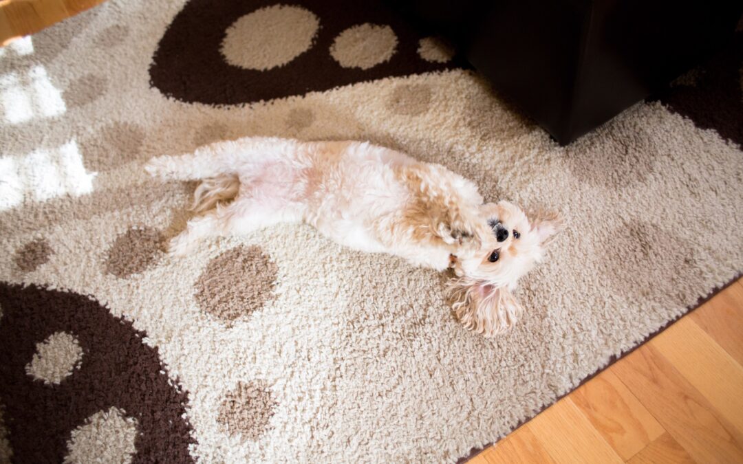 Pet-Friendly Carpet Cleaning Services