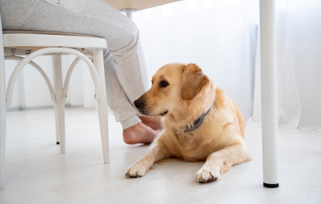 Effective Pet Urine and Odour Removal for a Cleaner Home