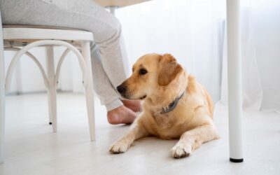 Effective Pet Urine and Odour Removal for a Cleaner Home