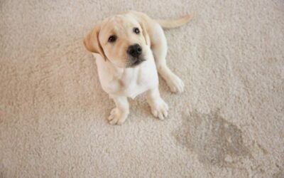How to Get Rid of Pet Urine Odours in Carpets Permanently