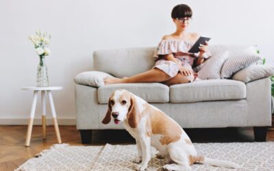 Best Methods for Removing Pet Urine Smells from Carpets