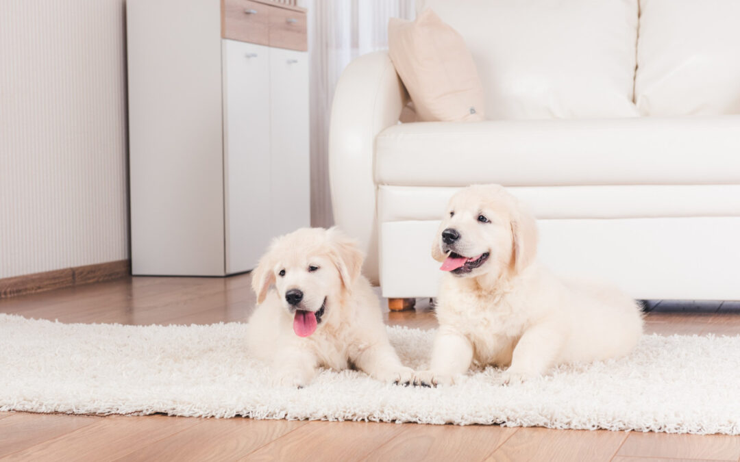Effective Pet Odour Removal for Homes with Multiple Pet