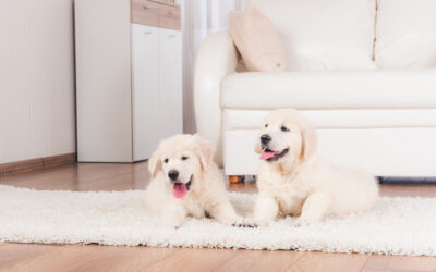 Effective Pet Odour Removal for Homes with Multiple Pet
