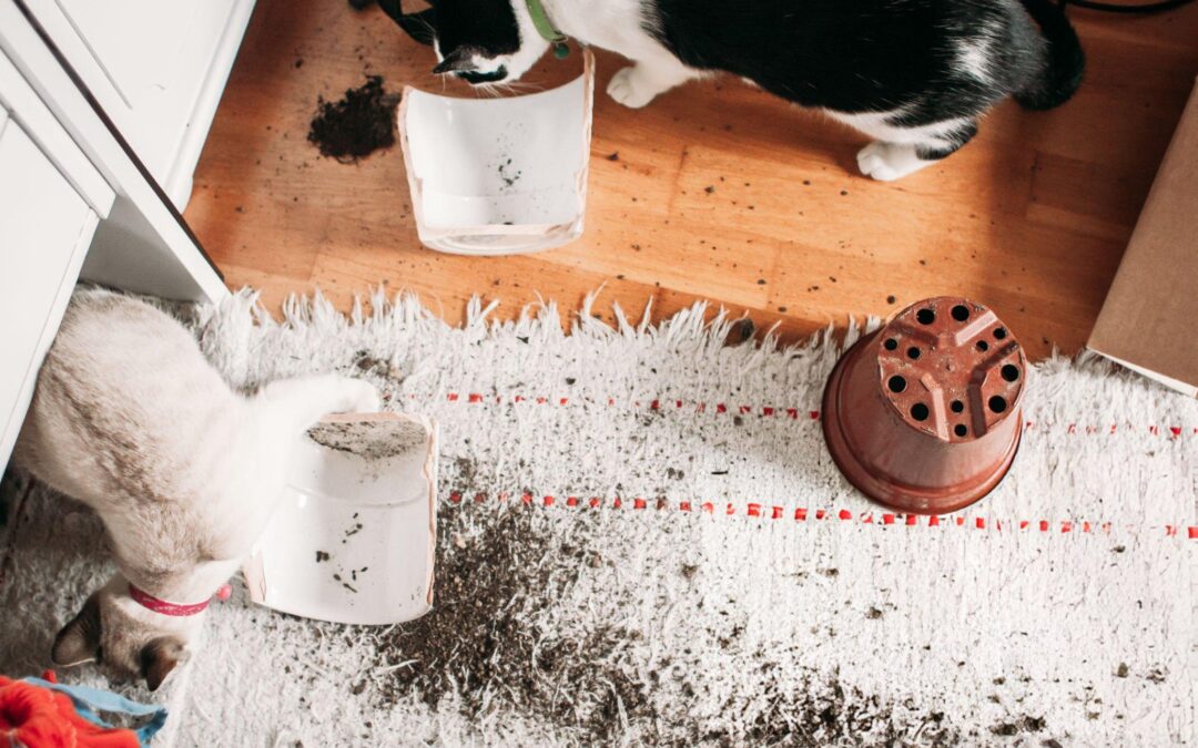What to Do Immediately After a Pet Accident on Your Carpet