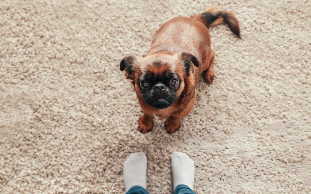 pet on rug